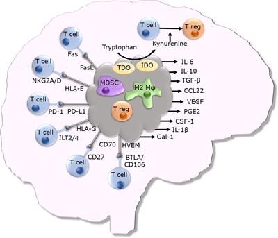 Frontiers | Immune Escape In Glioblastoma Multiforme And The Adaptation ...